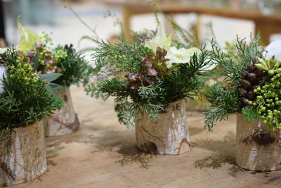 Close-up of potted plants against trees