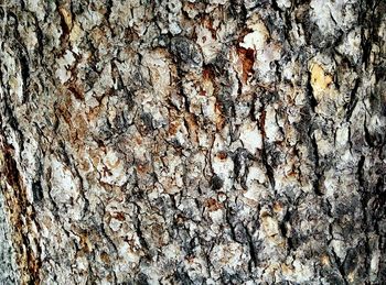 Full frame shot of tree trunk