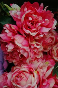 Close-up of red roses