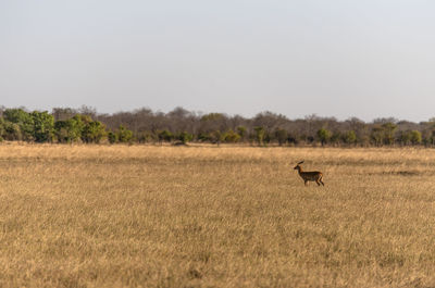 View of an impala on field