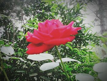 Close-up of red flowers