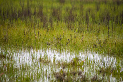 Full frame shot of agricultural field