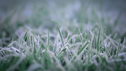 Close-up of grass on field