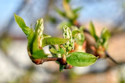 Close-up of green plant