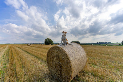 Hay bales on field against sky