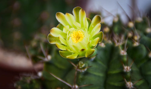 Close-up of yellow flowering plant