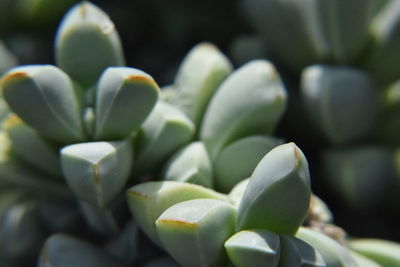 Close-up of succulent plant