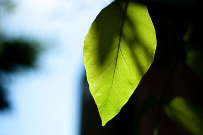 Close-up of green leaves