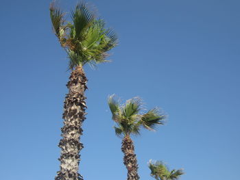 Low angle view of palm tree against clear blue sky