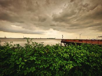 Plants growing by sea against sky