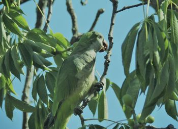 Low angle view of bird perching on tree against sky