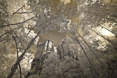 Low angle view of trees in forest