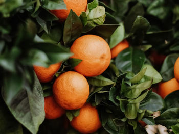 Close-up of orange fruits