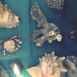 High angle view of fish in sea