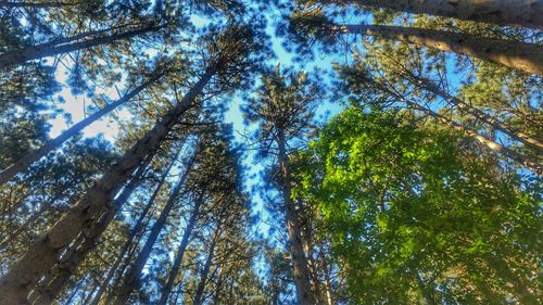 Low angle view of trees in forest