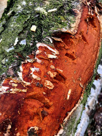 Close-up of tree trunk