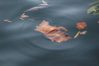 High angle view of leaves floating on lake