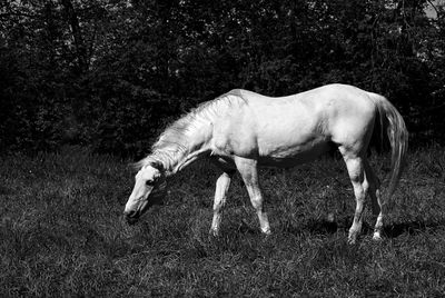 Side view of a horse on field