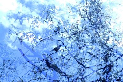 Low angle view of bare trees against sky