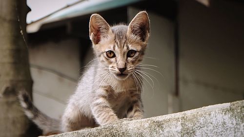 Portrait of kitten on retaining wall