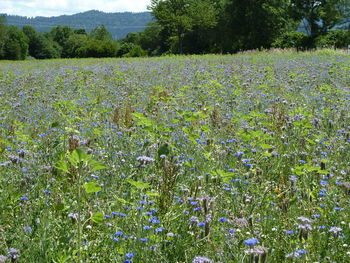 View of flowers growing in field