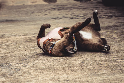 High angle view of dog resting on floor