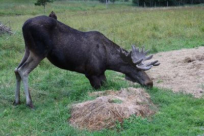 Horse on field