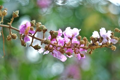 Close-up of pink flowering plant