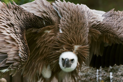 Close-up of eagle