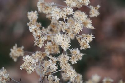 Close-up of flowers on tree