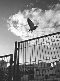 Low angle view of bird flying against sky