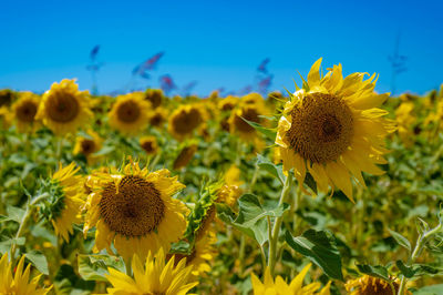 Close-up of sunflower on field