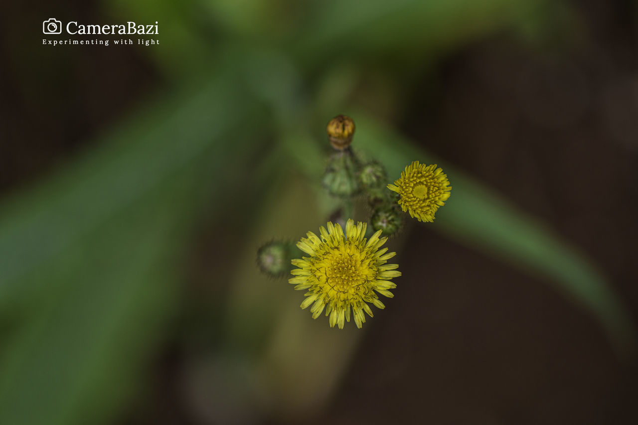 CLOSE-UP OF YELLOW INSECT ON PLANT