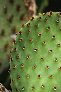 Close-up of prickly pear cactus