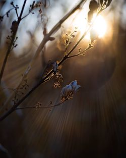 Low angle view of a tree