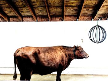 Cow standing in a pen