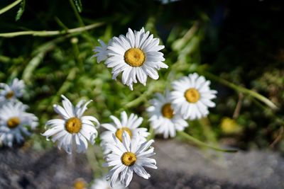 Close-up of white daisy flowers