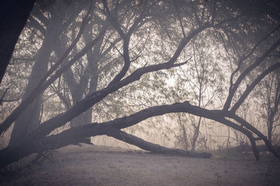 Bare trees in forest