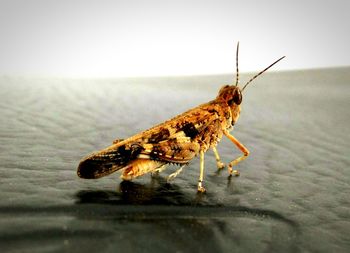 Close-up of insect