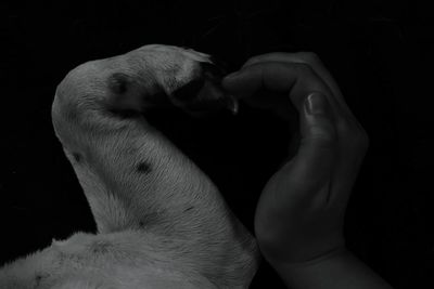 Cropped image of hand and dog limb making heart shape against black background