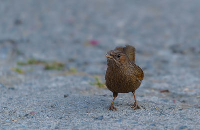 Close-up of a bird on the road