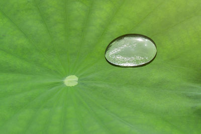 Close-up of water drops on leaf