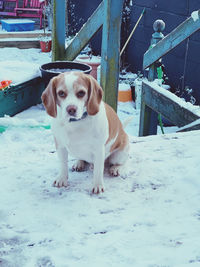 Portrait of dog standing in snow