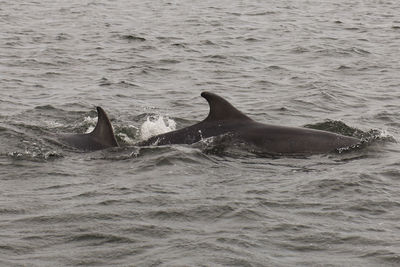 Close-up of dolphin swimming in sea