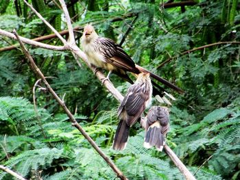 Close-up of bird perching on tree