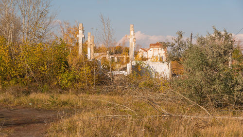 Plants growing on field by buildings against sky