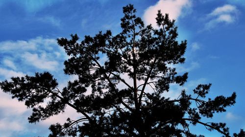 Low angle view of silhouette trees against blue sky