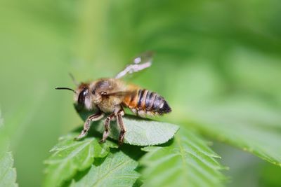 Close-up of insect on leaf