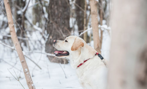 Dog in snow