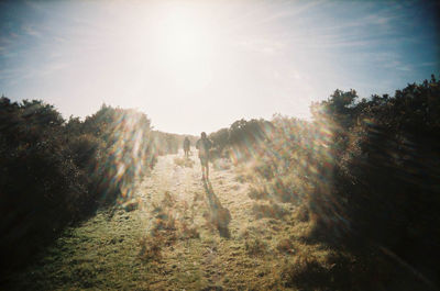Panoramic view of forest against sky